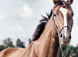 Tierversicherung: braunes Pferd