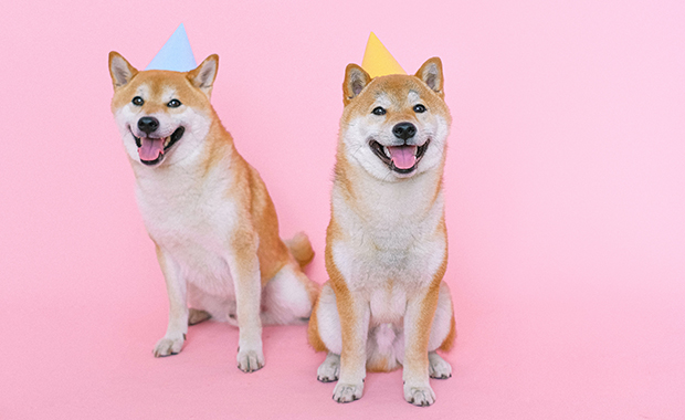 Two happy dogs wearing birthday hats