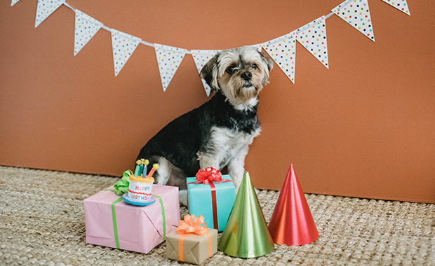 Small dog sits behind birthday presents and party hats