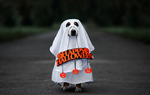 Dog wearing ghost costume and holding sign reading Happy Halloween!