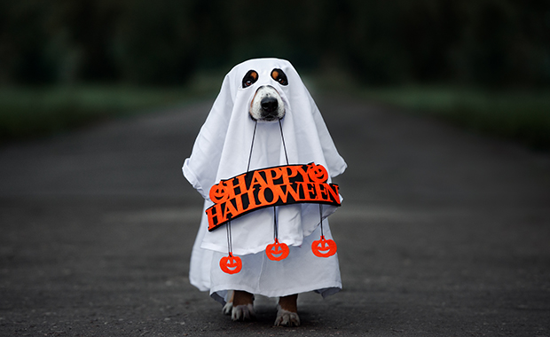 Dog wearing ghost costume and holding sign reading Happy Halloween!