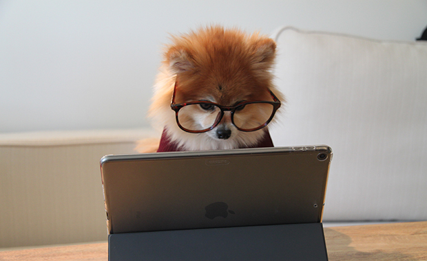 Cookie the Pom wears glasses and looks at iPad
