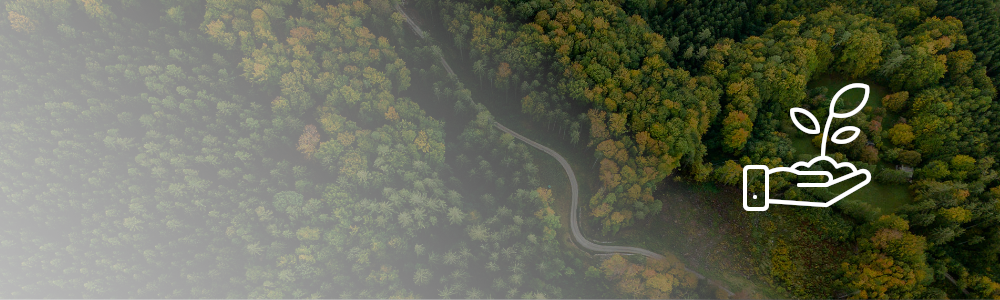 forest with route in the middle